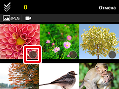 как пользоваться приложением snapbridge. and transfer manual thumbnail select 0img show. как пользоваться приложением snapbridge фото. как пользоваться приложением snapbridge-and transfer manual thumbnail select 0img show. картинка как пользоваться приложением snapbridge. картинка and transfer manual thumbnail select 0img show.
